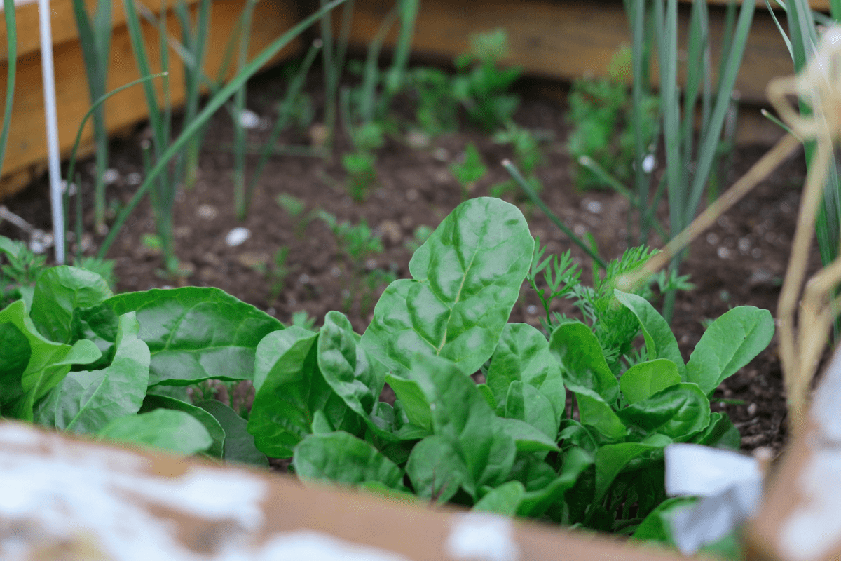 Smart Home Automation; Everything You Should Know About Smart Gardening in Los Angeles Smart Home Automation; Everything You Should Know About Smart Gardening in Los Angeles